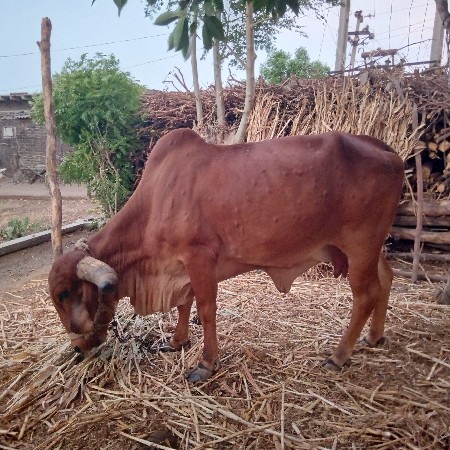 9662128836
ગીર ગાય વેચવાની છે...