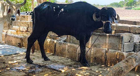 વેચવાની છે