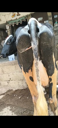 પેલુ વેતર એક દિવસ ની વિયાણ આંઠ