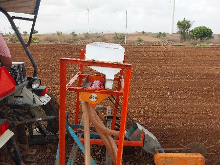 ઓરણી વેસવાનીસે. 7