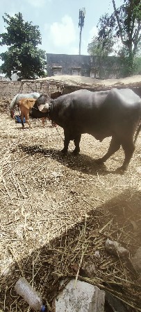 વેચવાનો છે