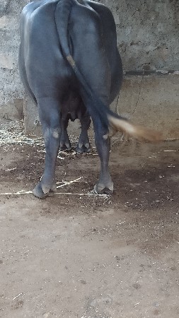 ભેંસ વેચવાની છે
