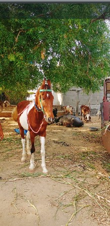ghodi