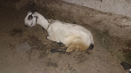 bakari devani che