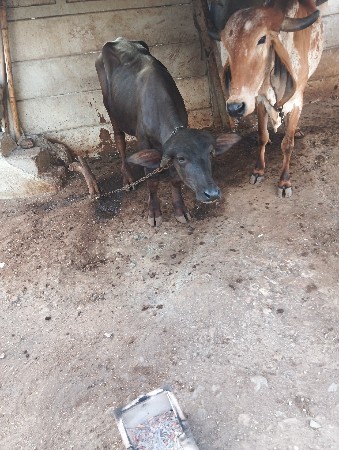 પાડોઆપવાનોસે