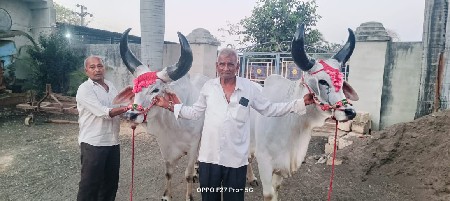બળદ