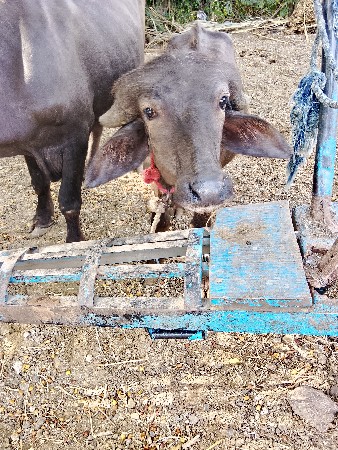 પાડો વેચવા નો છે
