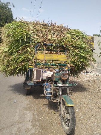 રીસઃદેવાનીસે