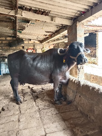 ભેંસ વેચવાની છે