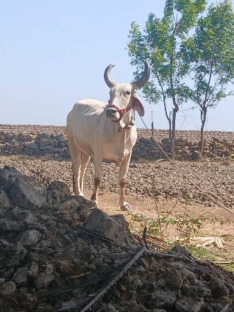 બળદવેશવાનોસે