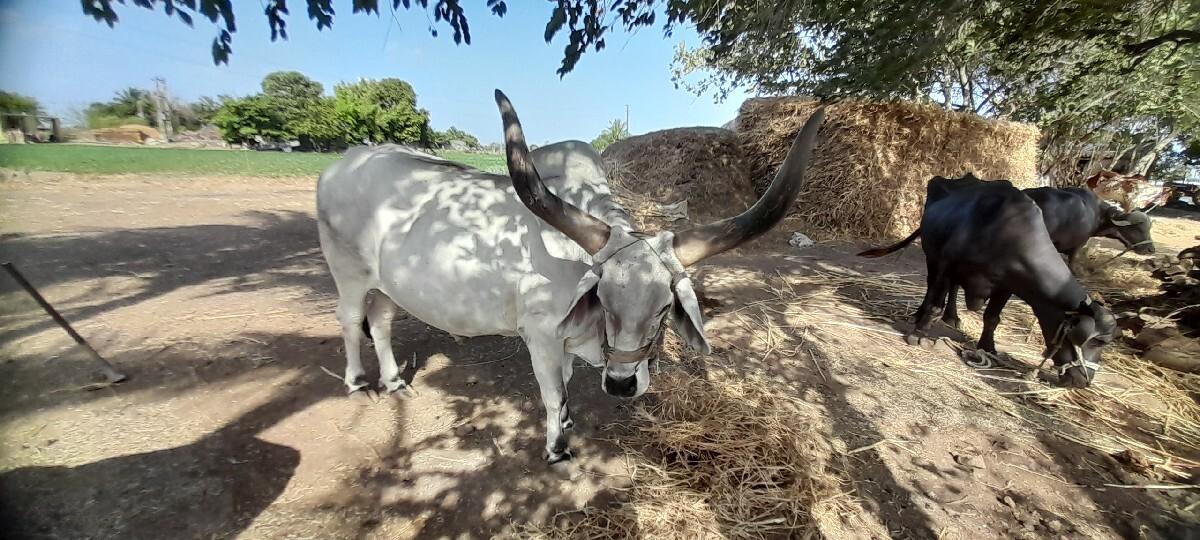 બળદ વેચવાનો છે