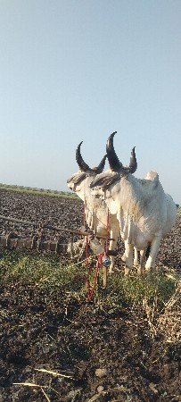 ગોઢલા વેચવાના છે