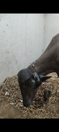 કુંડી  જાફરાબાદી ખડી