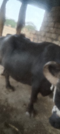 દસમો મહિનો ચાલે છે