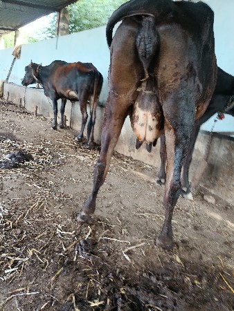 આ ગાય વેચવાની છે