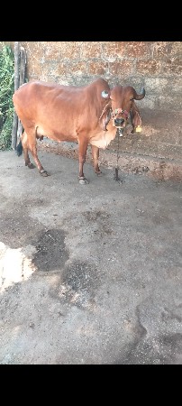 ગીર ગાય