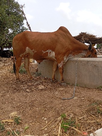 ગોધલો વેસવાનો છે