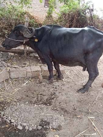 ભેંશ વેચવાની છે વેતર ૨