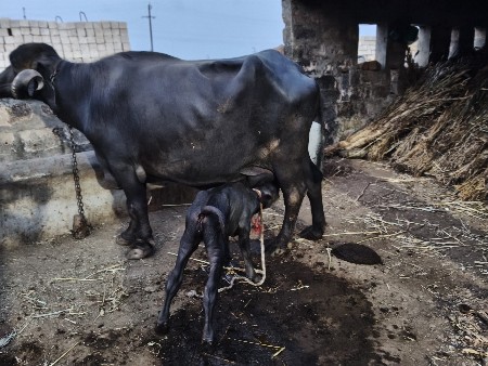 ભેંસ વેચવાની છે