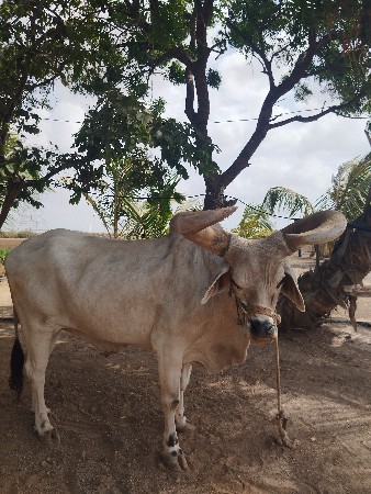 બળદ વેચવાનો છે