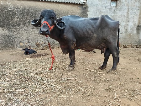 ભેંશ વેચવાની છે