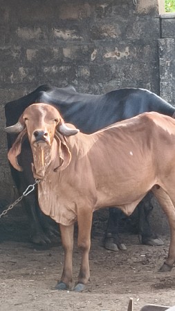 vechhavani se