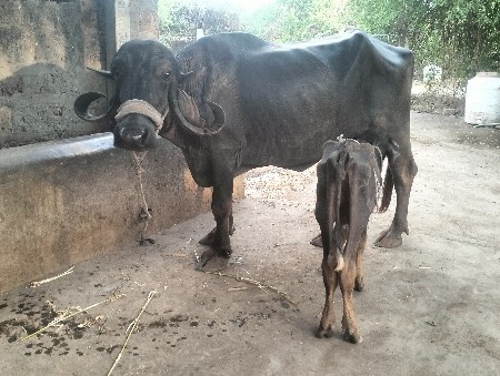 ખડેલી વેસવાની સે