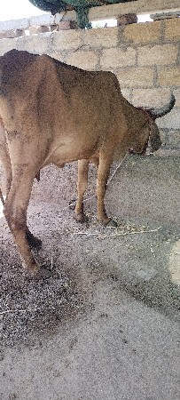 હોળકી વેચવાની છે