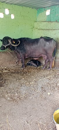 ભેસ વેસવા ની સે