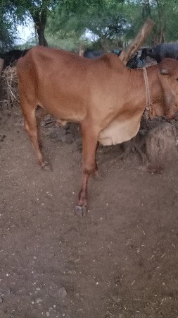 વાસડી વૅચવાની છે