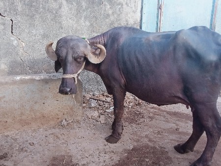 બે ભેંસો વેચવાની છે