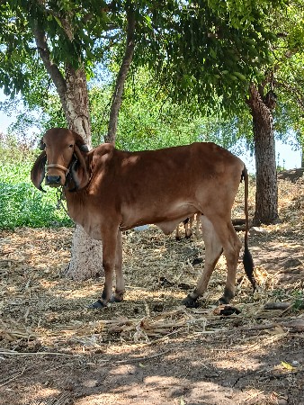 વાછરડી વેચવાની છે