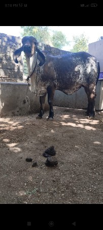 ગીર વાસડી વેસવાની સે