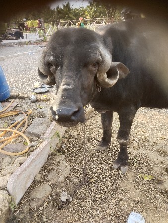 જાફરાબાદી કારેલી વેચવાની છે જાફરાબ