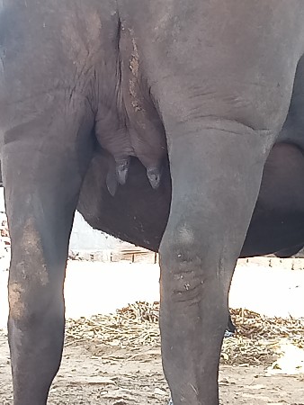આ ભેંસ વેચવાની છે