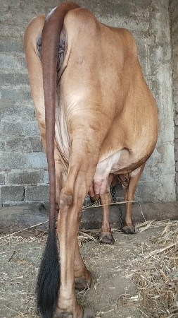 ગાય વેચવાની છે