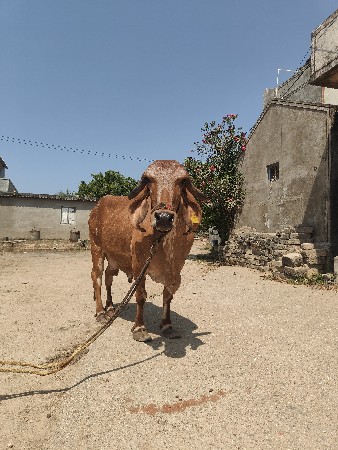 ગીર ગાય વેચવાની છે