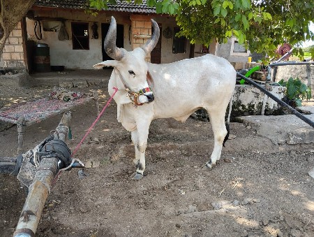 વેચવાનો છે