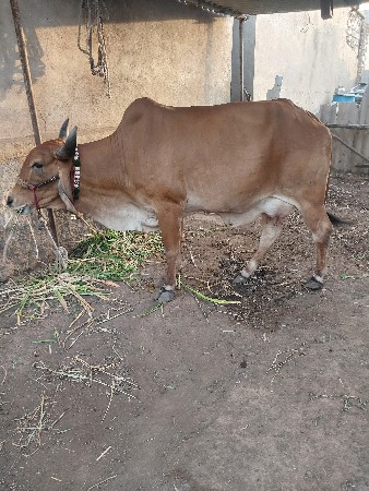 બેગાયુ વેચવાની છે