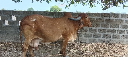 ગાય આપીદેવાની છે