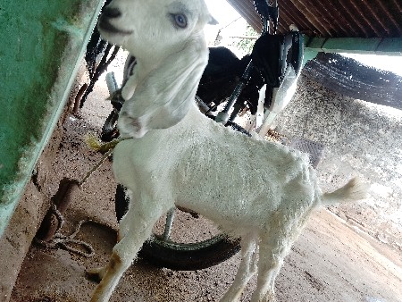 આ બકરો વેચવાનો છે