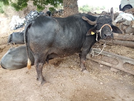 ભેંસ વેચવાની છે.