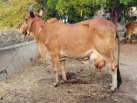 3 gayu