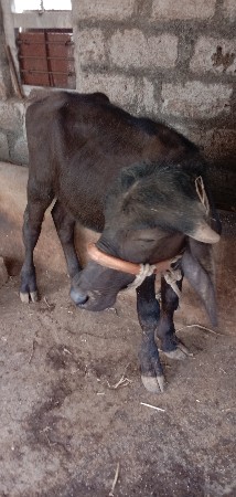 jafarabadi padi vesvani se