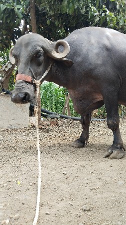 biju vetar