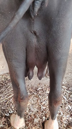 ભેંસ વેચવાની છે