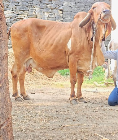 ગીર ગાય વેચવાની છે. સાવ સોજી