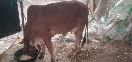 ગાય વેચવાની છે