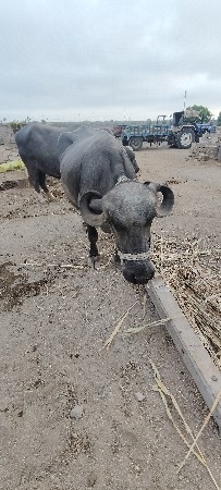 ભેંશ વેચવાની છે