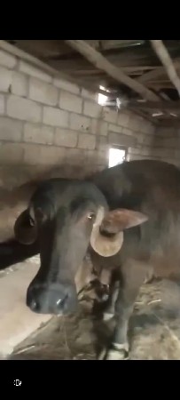 ભેંસ વેચવાની છે